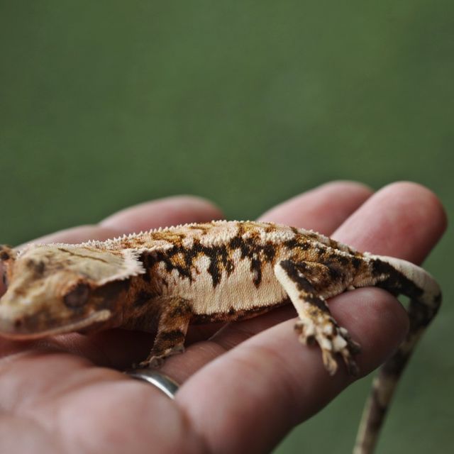 트라이