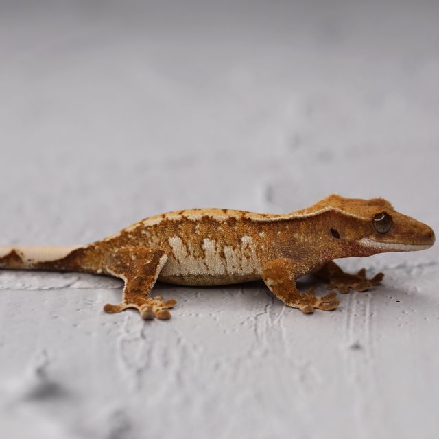 트라이