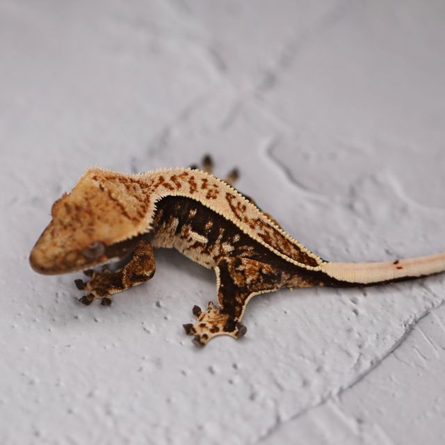 트라이