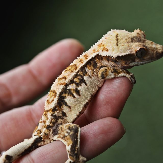 트라이