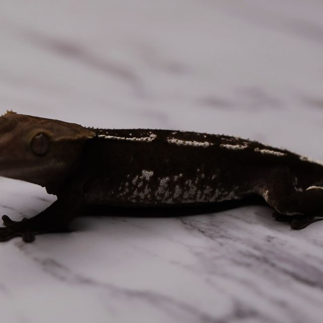 아잔틱
