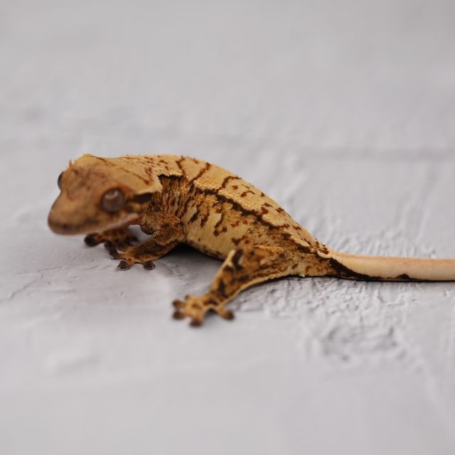 트라이