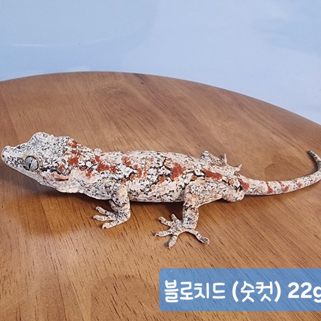 블로치드