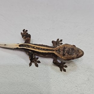 슈퍼스트라이프 엠티백