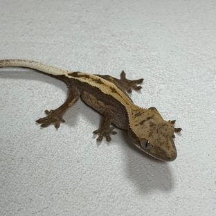 동배