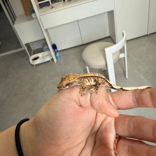 노멀