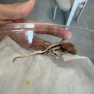 프라푸치노