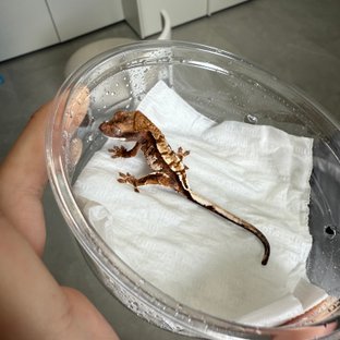 카푸치노