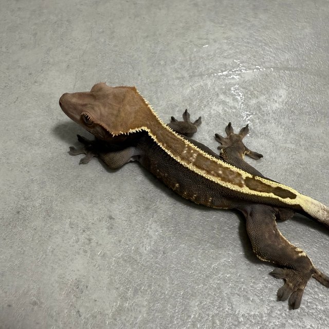 100%헷아잔틱 카푸치노