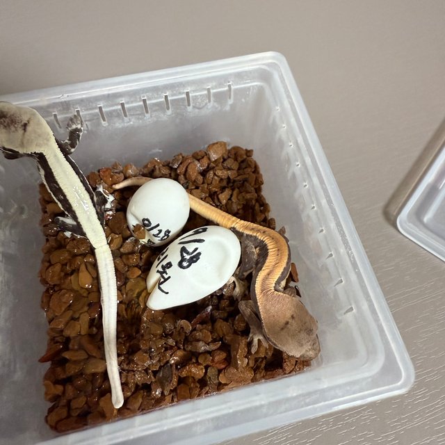 100%헷아잔틱 릴리100%헷아잔틱