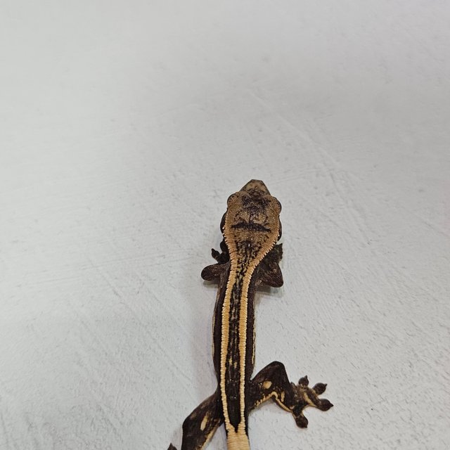 슈퍼스트라이프 엠티백