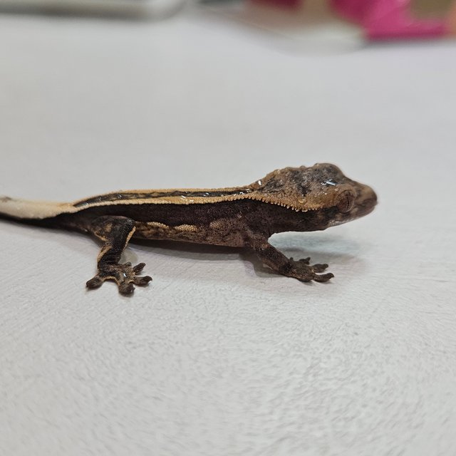 슈퍼스트라이프 엠티백