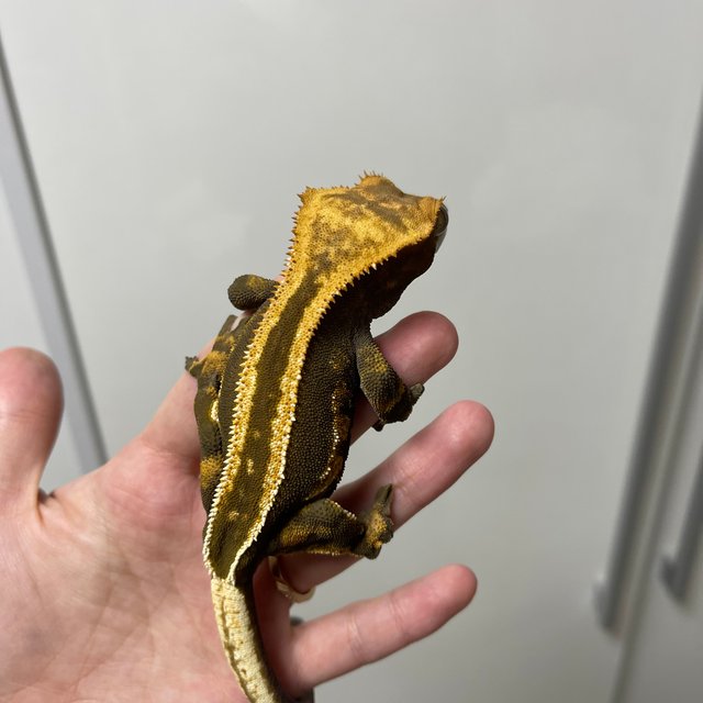 슈퍼스트라이프 엠티백