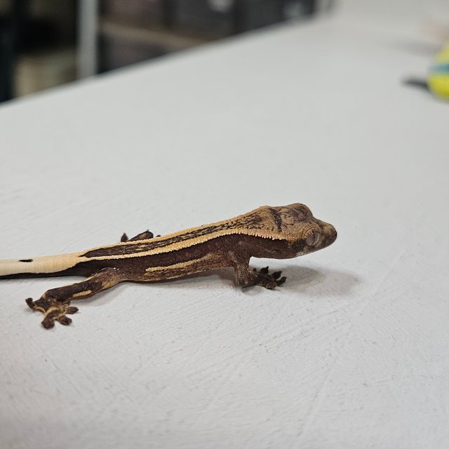 슈퍼스트라이프 엠티백