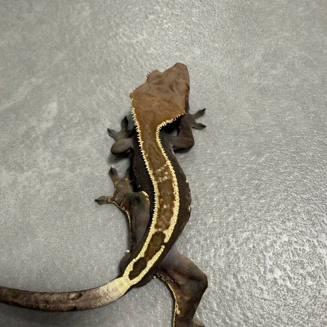 100%헷아잔틱 카푸치노