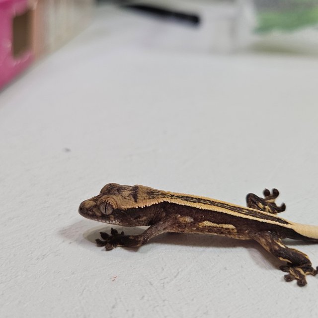 슈퍼스트라이프 엠티백