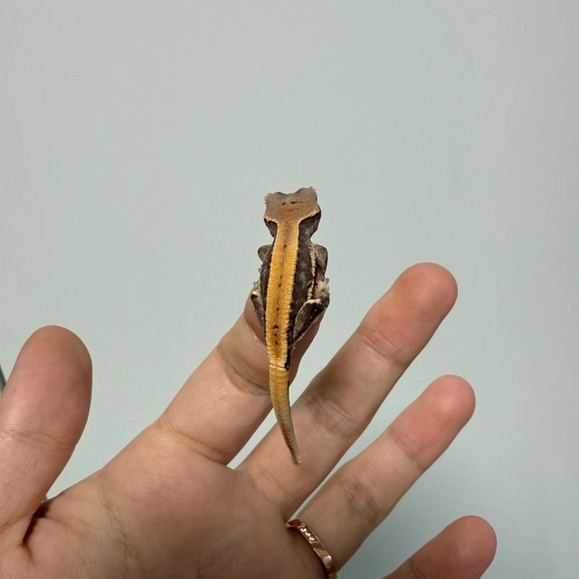 100%헷아잔틱 릴리100%헷아잔틱