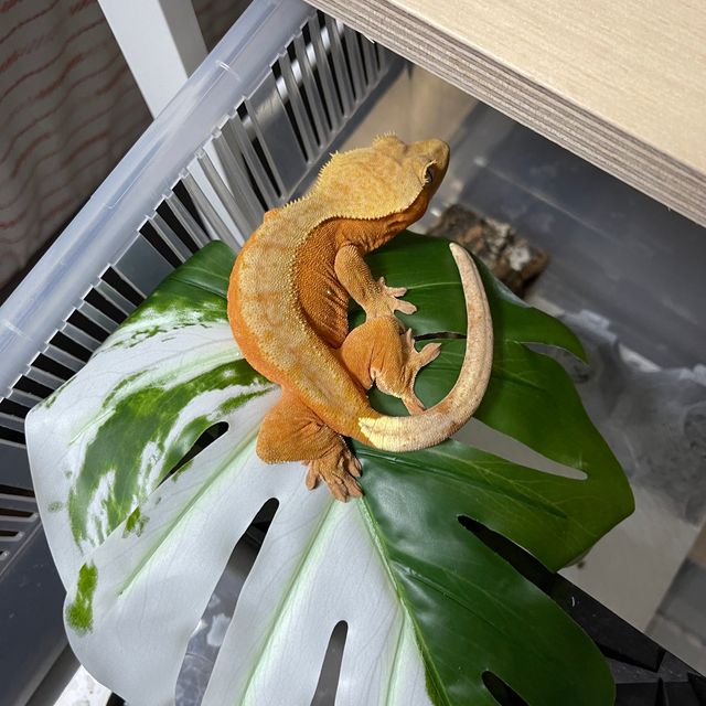 레드 바이