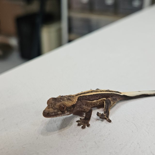 슈퍼스트라이프 엠티백