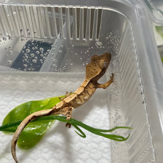 익스트림할리퀸 트라이