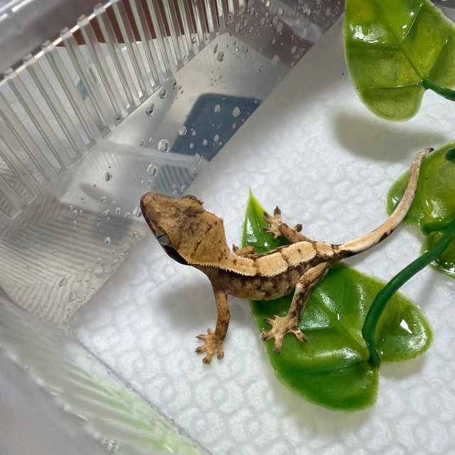 익스트림할리퀸 트라이