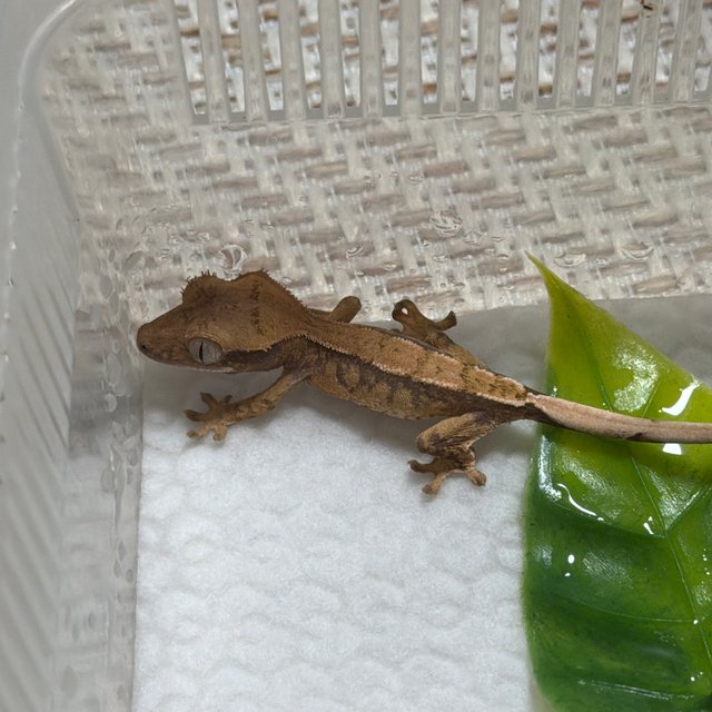 트라이 익스트림할리퀸