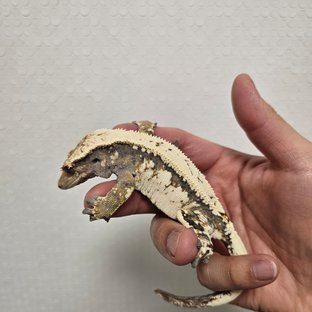 라벤더