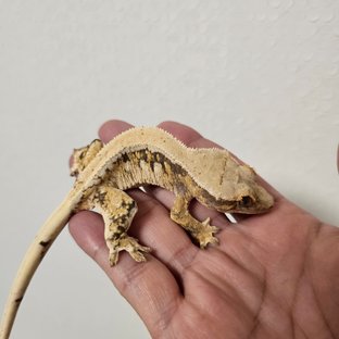 라논