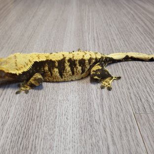 할리퀸