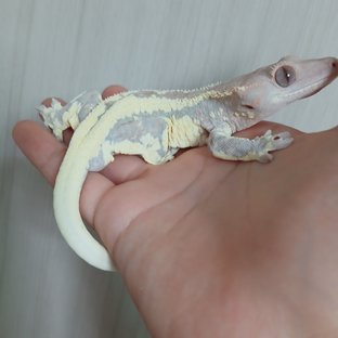 밀크