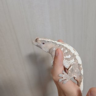 망고