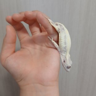 프라푸치노