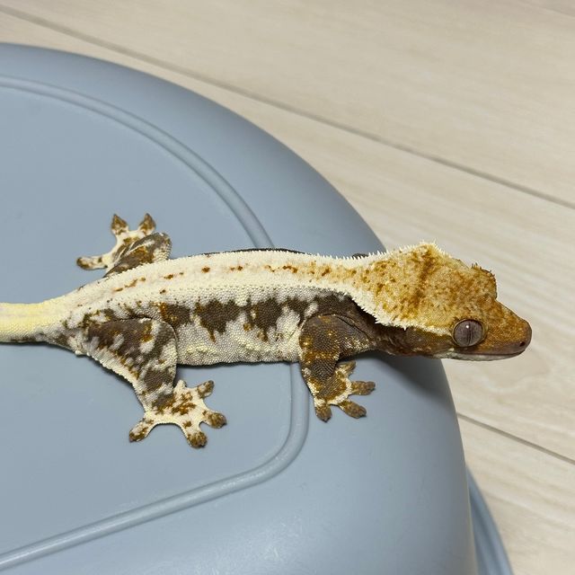 릴리화이트