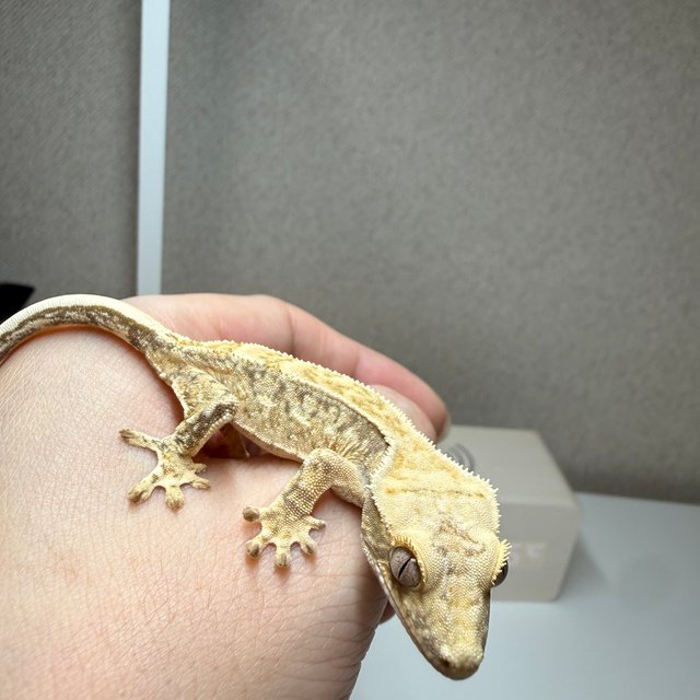 트라이 노멀 드리피 화이트스팟