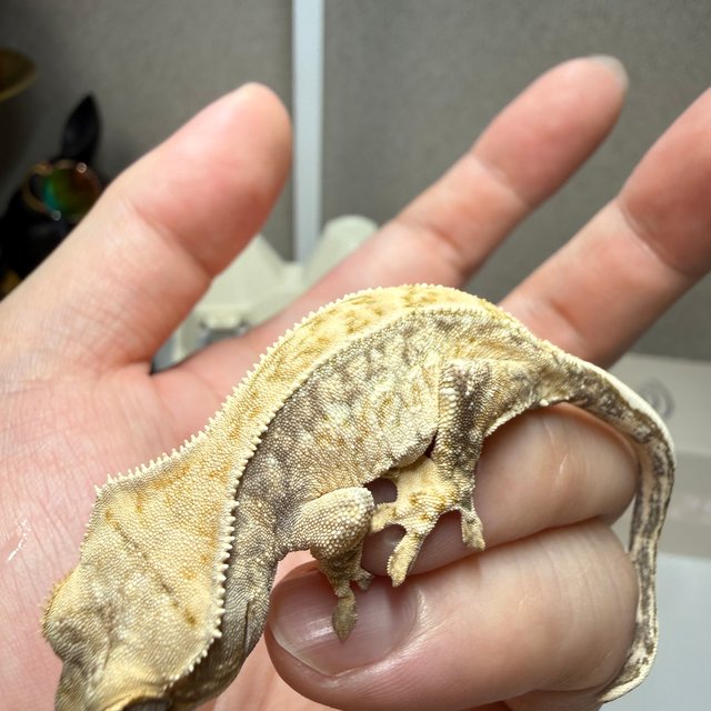 트라이 노멀 드리피 화이트스팟