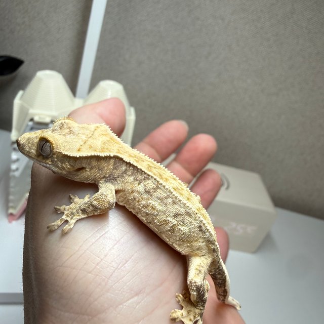 트라이 노멀 드리피 화이트스팟