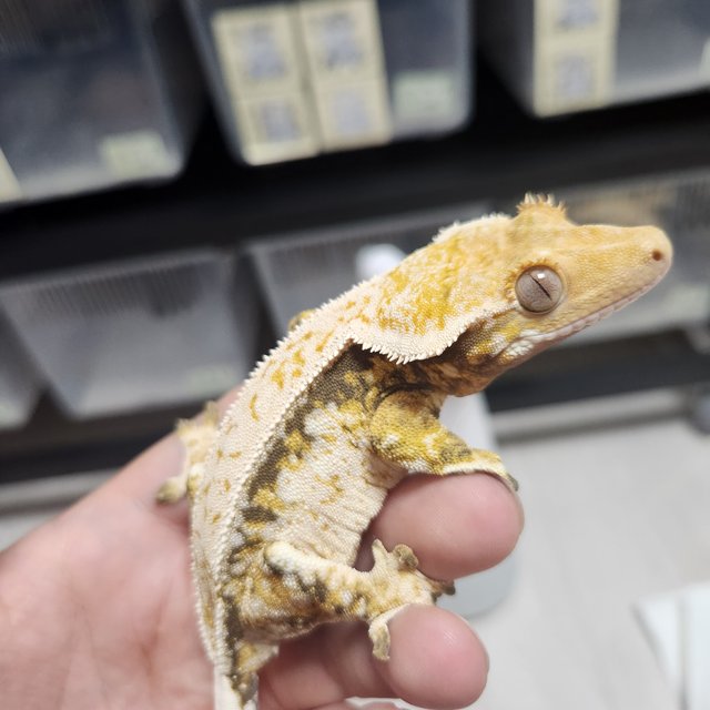 트라이 드리피 쿼드