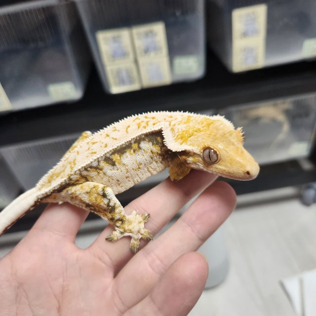 트라이 드리피 쿼드