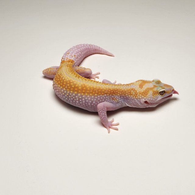 W&Y 레드 스트라이프