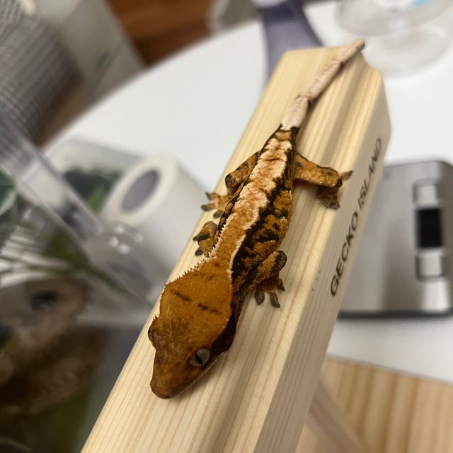 노멀 익스트림할리퀸