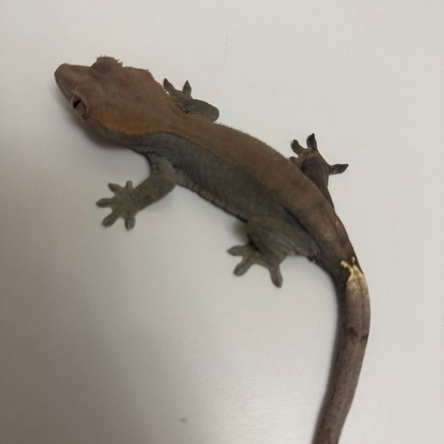 100%헷아잔틱 카푸치노 다크