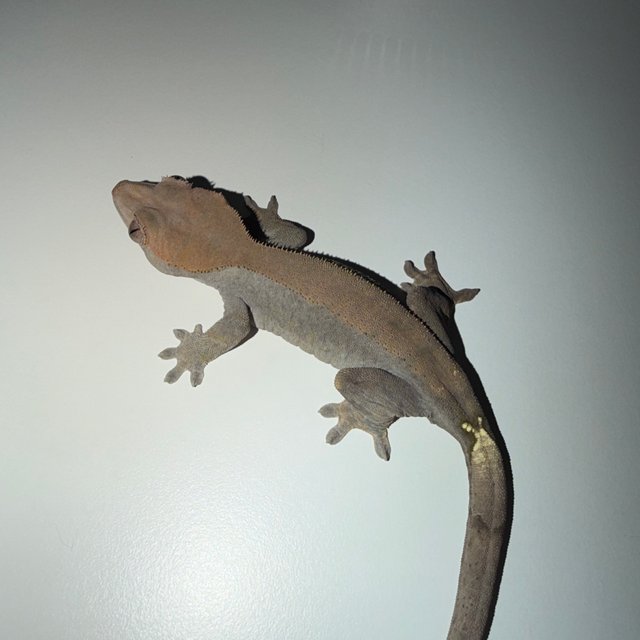 100%헷아잔틱 카푸치노 다크