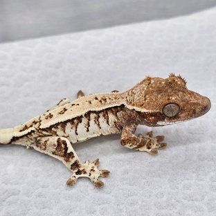 라떼x빈츠