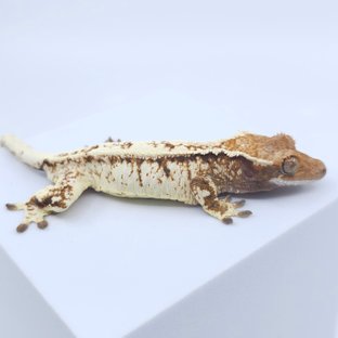 하이엔드 카푸치노