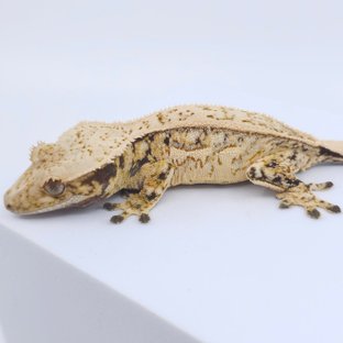 블랑x라이
