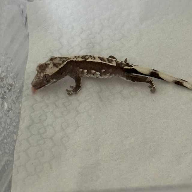 아잔틱