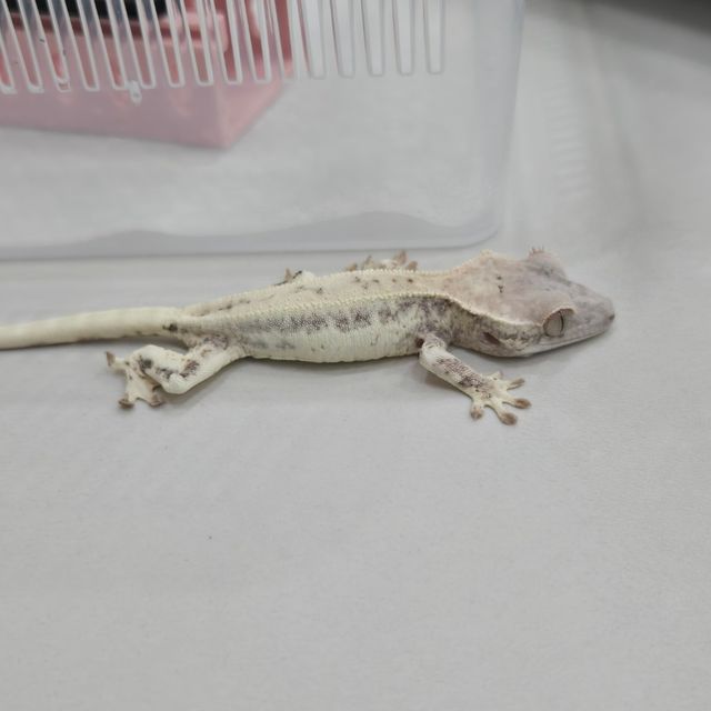 프라푸치노