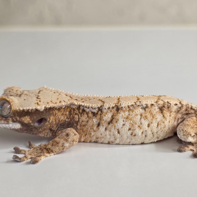 노멀 트라이 드리피 화이트스팟