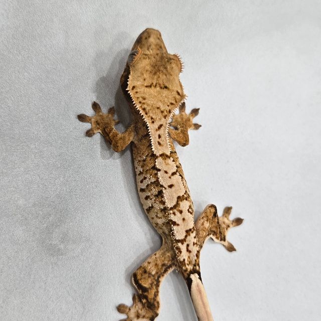 트라이