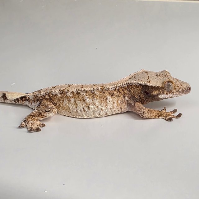 노멀 트라이 드리피 화이트스팟